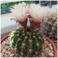 Семена Орешка Суккулент Кактус Acanthocalycium spiniflorum VG-1270 10 шт