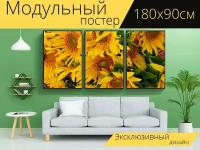 Модульный постер "Подсолнух, семена подсолнечника, подсолнечное масло" 180 x 90 см. для интерьера