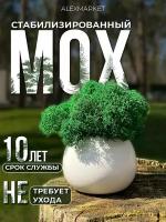 Мох стабилизированный в кашпо "GREEN DECOR" / Декоративный мох / Горшочек со мхом