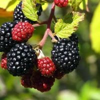 Ежевика (лат. Rubus fruticosus) семена 15шт + подарочные семена