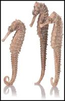 Набор из 3-х морских коньков seahorse 3 pack natural