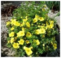 Лапчатка кустарниковая (Potentilla fruticosa Goldfinger C3) 40 см