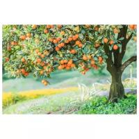 Постер на холсте Апельсиновое дерево 45см. x 30см
