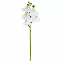 Цветок декоративный Орхидея Fiebiger Floristik GmbH 206680-104