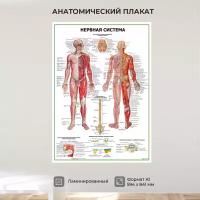 Нервная система человека, плакат ламинированный А1