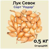 Лук Севок сорт "Радар 0.5 кг