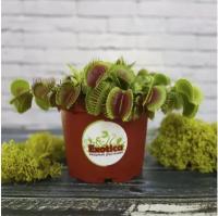 Венерина Мухоловка "Змей Горыныч" (Dionaea muscipula) D12см