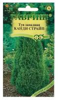 Семена для посева гавриш Туя западная "Канди Страйп", 0,05 г