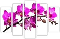 Картина на стену большая / Картина на холсте "Яркая орхидея на белом фоне / Цветы" 80х125см М938-