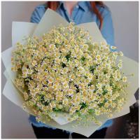 Букет Ромашка Полевая 25 шт, красивый букет цветов, шикарный, премиум букет