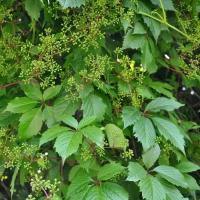 Семена Виноград девичий пятилисточковый (виргинский) / Parthenocissus quinquefolia), 10 штук