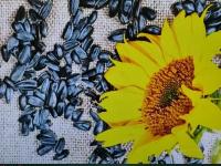 Семена подсолнечника сырые неочищенные С Алтайских полей для птичек и хомяков 1000 грамм