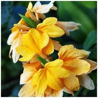 Кроссандра Тропик, желтая, комнатное быстрорастущее, обильно и длительноцветущее растение, 3 шт семян