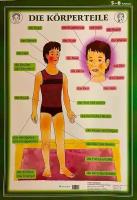 Немецкий язык Тело человека 5-8 класс Односторонний плакат (65 см х 90 см)