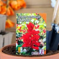 Семена цветов Сальвия сверкающая "Скарлет", 0.05 г