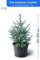 Ель колючая голубая 80-100 см в пластиковом горшке 3-7,5 л, саженец, хвойное живое растение