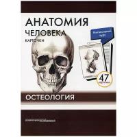 Сапин М.Р., Николенко В.Н., Тимофеева М.О. "Анатомия человека: карточки (47шт). Остеология. Русские и латинские названия анатомических структур."