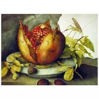 Репродукция на холсте Гранат (Pomegranate) Гарцони Джованна 41см. x 30см