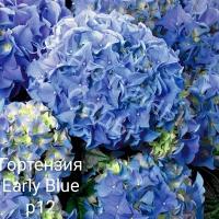 Early Blue крупнолистная гортензия ( горшок С3, 7+ ветки )