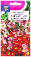 Семена цветов Цв Камнеломка "бархатный ковёр" смесь,0,01 гр