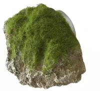 Декоративный камень с мхом для аквариума AQUA DELLA "Moss Stone", 9x6x6.5см (Бельгия)