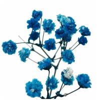 Стабилизированные цветы Гипсофилы (синие)