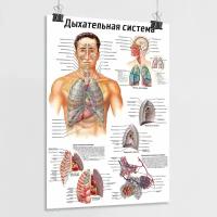 Обучающий медицинский плакат по анатомии "Дыхательная система человека" / А-0 (84x119 см.)