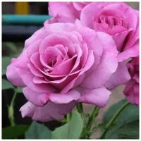 Розы Чайно гибридные Виолет