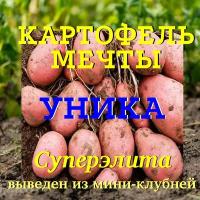 Картофель семенной селекционный уника клубни суперэлита 1 кг