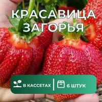 Клубника "Красавица Загорья" 6 штук саженцев