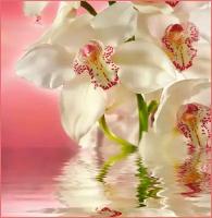 Фотообои Vostorg № 194 Розовая орхидея 196х201см