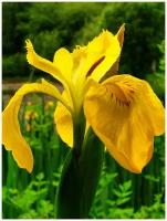 Семена Ирис болотный жёлтый (Iris pseudacorus), 10 штук
