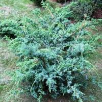 Можжевельник Китайский Блю Альпс (Juniperus chinensis) Саженец/20-30 см./2 года/2л/Закрытая (ЗКС)