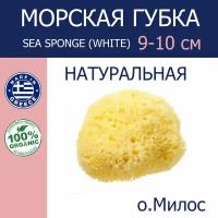 Губка морская натуральная Milos, детская, HONEYCOMB, 9-10 см Греция (о. Милос)