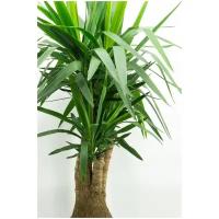 Юкка слоновая или элефантис, бранч, комнатное растение крупномер, дм 30 см, выс 100-110 см