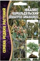 Семена Эвкалипта Камальдульского (eucalyptus camaldulensis) (0,05 гр)