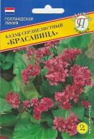 Бадан сердцелистный Красавица. Семена. Декоративный вечно зелёный многолетник. Высота растения 50-60 см. Цветки красного цвета