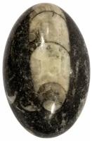 Кабошон Ортоцерас, природный, 35х23х7 мм, вес камня 9 грамм