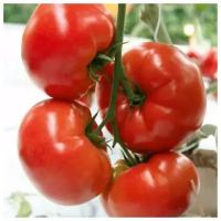 Томат Елинора F1, семена из Голландии, кистевой томат, равномерно созревает вся кисть выровненных плодов, 5 семян