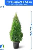 Туя западная Смарагд 150-175 см в пластиковом горшке 10-20 л, саженец, хвойное живое растение