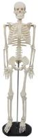 Скелет человека для учебных целей 85 см