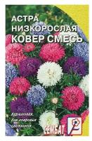 Астра Ковер низкорослая 0,2г смесь Одн 20см (Поиск)