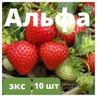 Клубника "Альфа" 10 штук саженцев