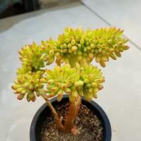 Седум Коринефиллум (Sedum CORYNEPHYLLUM), семена