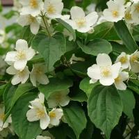 Чубушник венечный Садовый жасмин (лат. Philadelphus coronarius) семена 25 шт