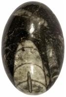 Кабошон Ортоцерас, природный, 36х23х9 мм, вес камня 11 грамм