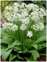 Семена Черемша (Allium ursinum), 30 штук