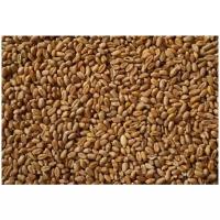 Пшеница кормовая для птиц и животных 5кг