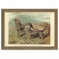 Картина 30х21 в раме, "Бедлингтон-терьер и денди-динмонт-терьер" из книги собак 1881 г