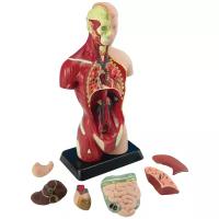 Набор Edu Toys Human Anatomy Model, MK027